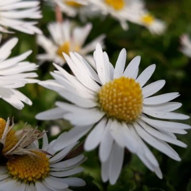 tsa_PhotoclubHomeLearning (3)